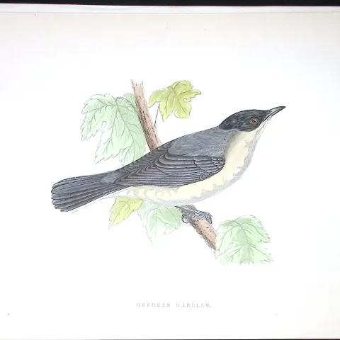 Orphean Warbler Rev Morris Antique History of British Birds 130 Years-Old Engraving-120