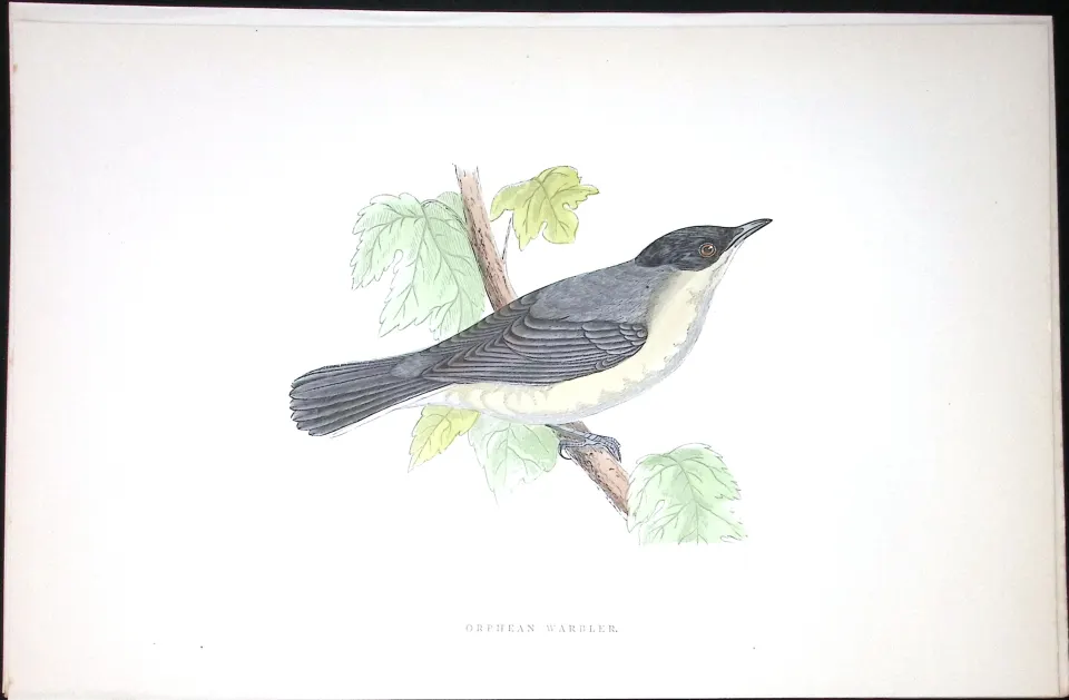 Orphean Warbler Rev Morris Antique History of British Birds 130 Years-Old Engraving-120