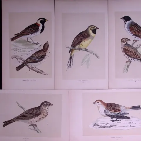 Job-Lot The Bunting Family Rev Morris Antique Coloured Birds Engravings-19.