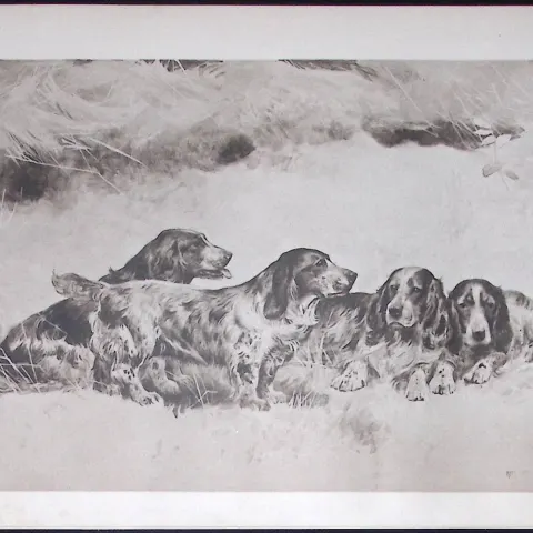 Group of Spaniels Antique Book Plate Rawdon Lee Modern Dogs 1893-50