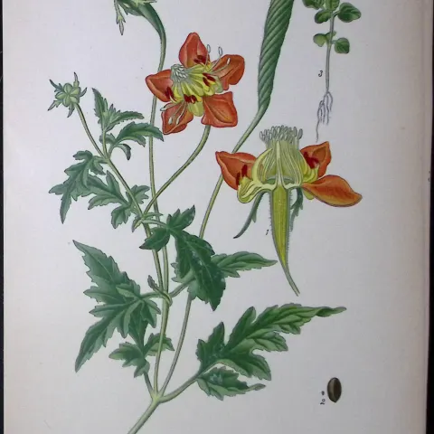 Loasa Latertia Alpine Edward Step Rare Antique Botanical Book Plate-109