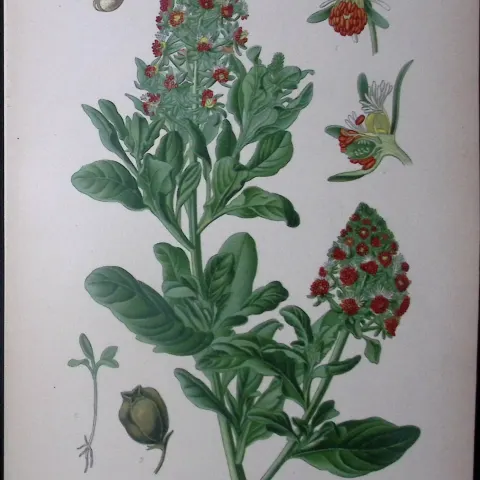 Mignonette Flower Edward Step Rare Antique Botanical Book Plate-31
