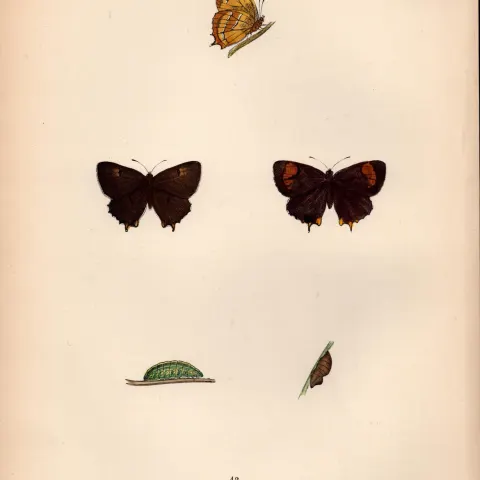 Brown Hairstreak Hand Coloured Antique Butterfly Plate Rev Morris-113.