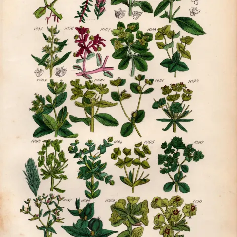 Sowerby Antique Illustration Mercury, Purple Spurge, Irish Spurge, Crowberry-55.