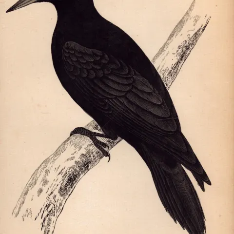 Black Woodpecker Rev Morris Antique 1888 History of British Birds Engraving-25.