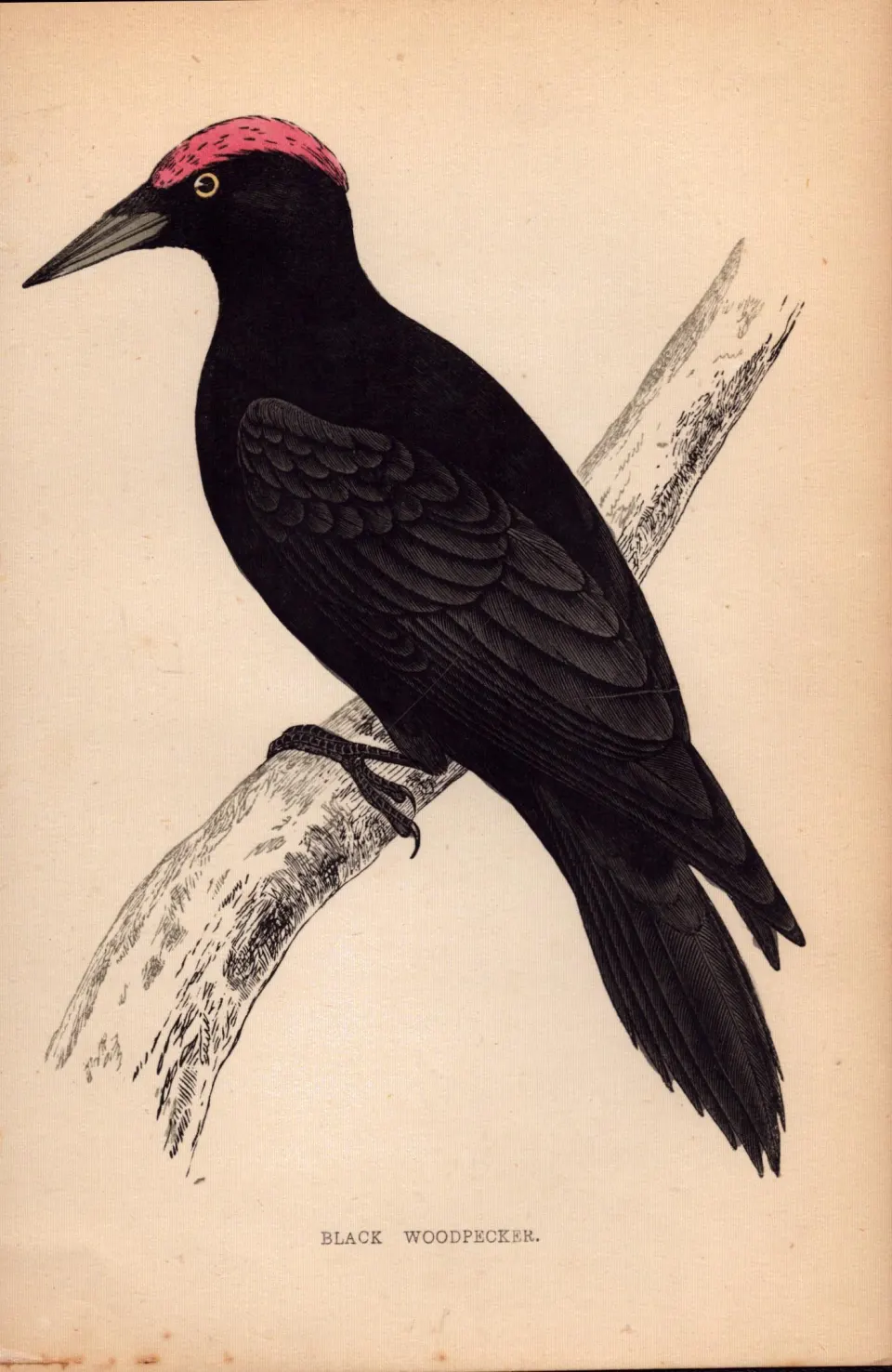 Black Woodpecker Rev Morris Antique 1888 History of British Birds Engraving-25.