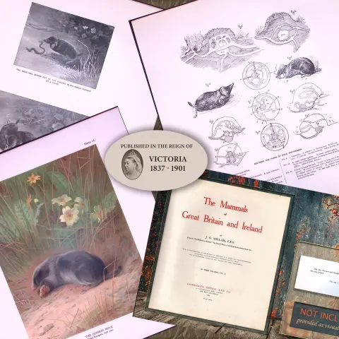 Job-Lot J.G. Millais Rare Limited-Edition Mole Family Species Antique Prints-22