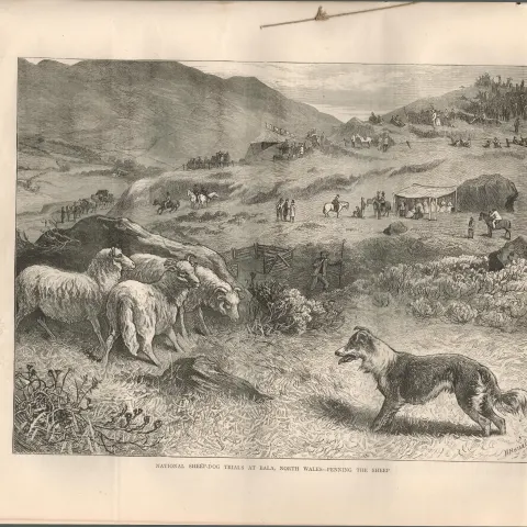Victorian Sheepdog Trials Antique  1874 Newspaper