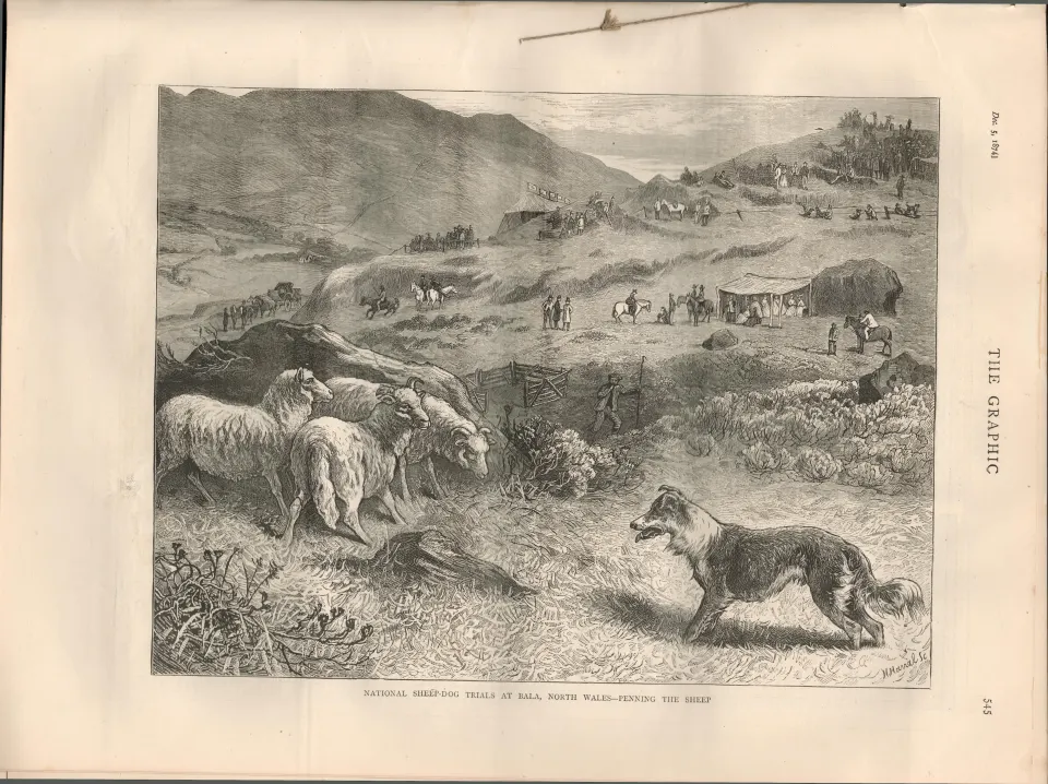 Victorian Sheepdog Trials Antique  1874 Newspaper