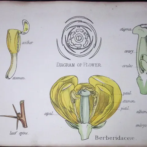 Berberidaceae Botanical Flower Diagram Rare Antique First Edition Illustration-2