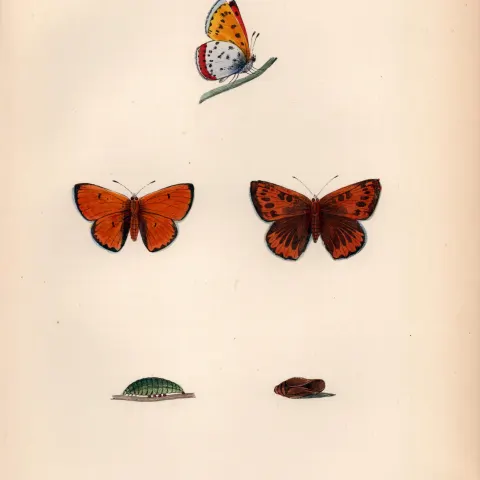 Large Cooper Hand Coloured  Antique Butterfly Plate Rev Morris-146.