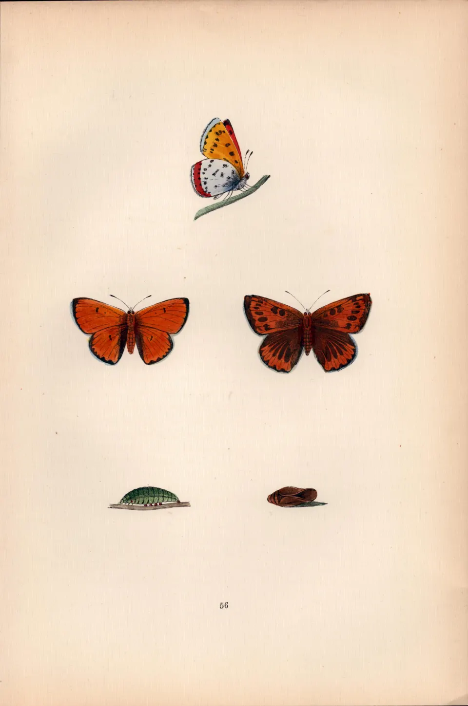 Large Cooper Hand Coloured  Antique Butterfly Plate Rev Morris-146.