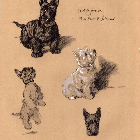 Cecil Aldin Vintage Dog Illustrations Scotch Terrier & White West Highlander-6.