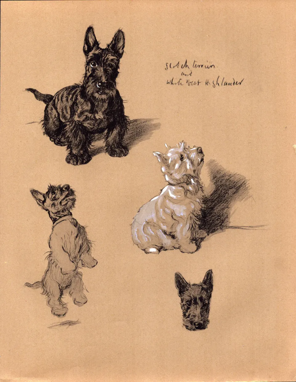 Cecil Aldin Vintage Dog Illustrations Scotch Terrier & White West Highlander-6.