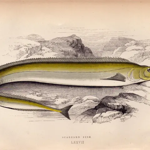 Scabbard 1868  Antique Johnathan Couch Fish Coloured Engraving.