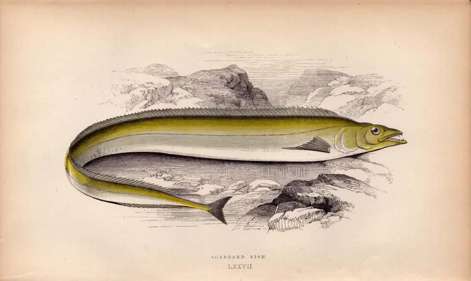 Scabbard 1868  Antique Johnathan Couch Fish Coloured Engraving.