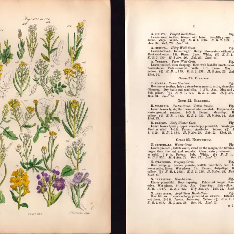 Sowerby Antique Mustard, Garlic, Cress, Wild Flowers-6-Set-2.