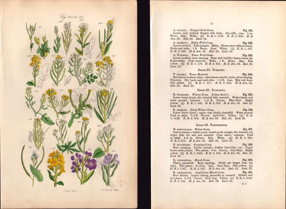 Sowerby Antique Mustard, Garlic, Cress, Wild Flowers-6-Set-2.