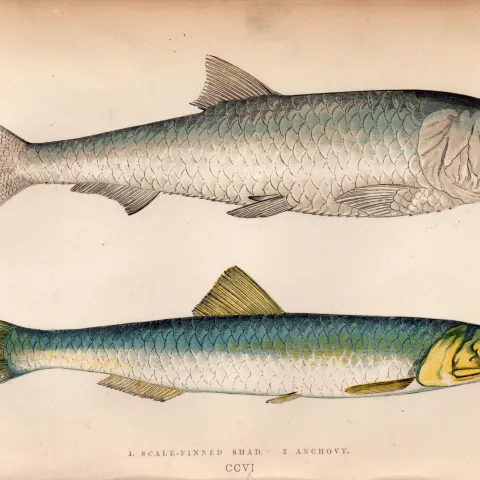 Scale Finned Shad & Anchovy Antique Johnathan Couch  Fish Engraving.