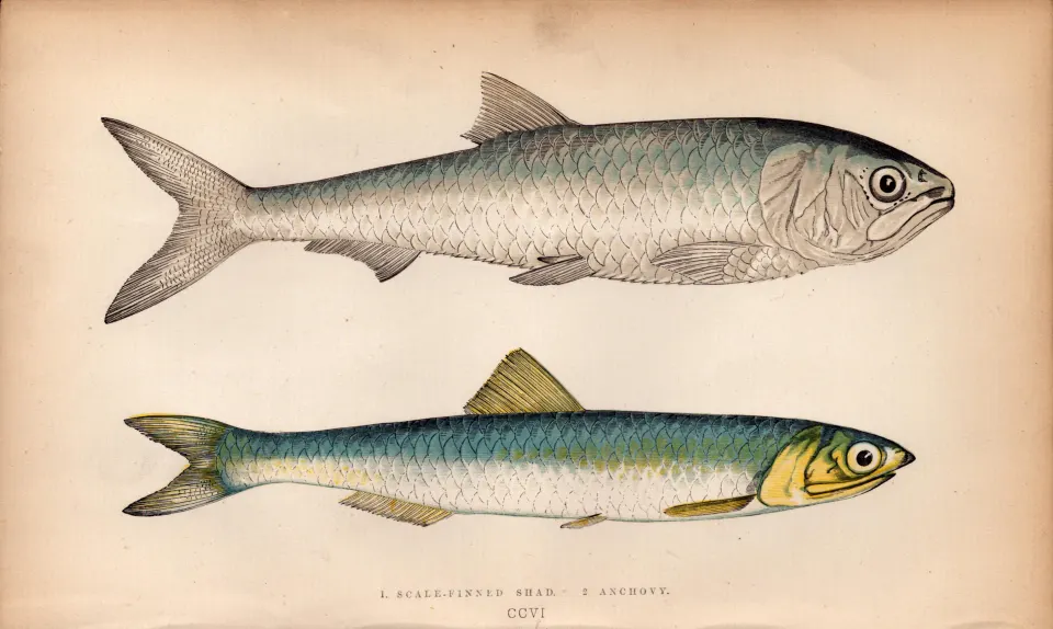 Scale Finned Shad & Anchovy Antique Johnathan Couch  Fish Engraving.