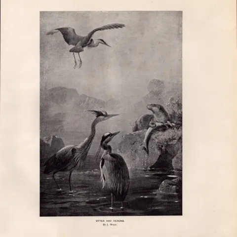 Otter & Heron Rare Limited-Edition Coloured  J.G. Millais,  Antique Print-68.
