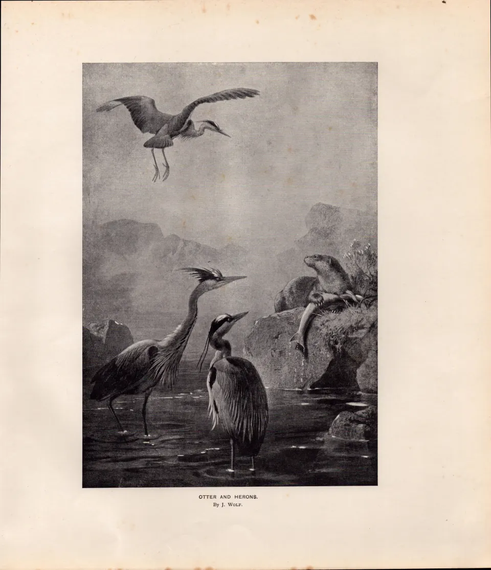 Otter & Heron Rare Limited-Edition Coloured  J.G. Millais,  Antique Print-68.