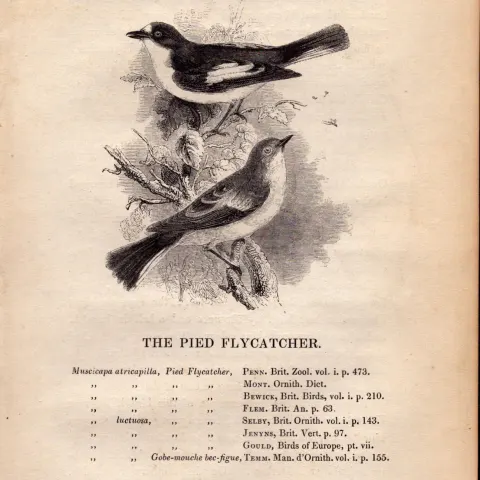 Pied Flycatcher 1843 Victorian Print British Birds by William Yarrell.