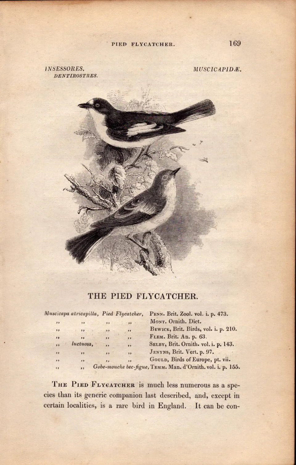 Pied Flycatcher 1843 Victorian Print British Birds by William Yarrell.