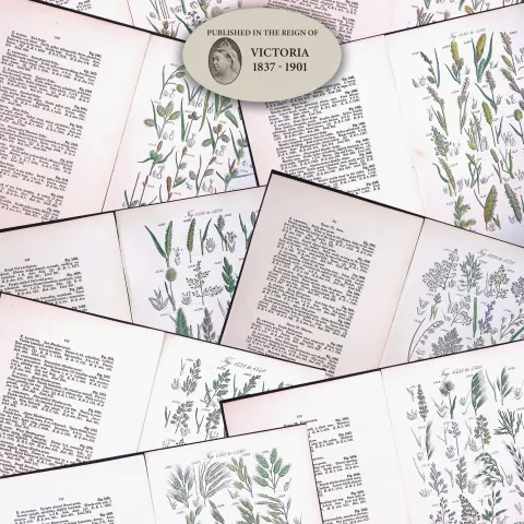 Job-Lot British Wild-Flowers  John Sowerby Antique Engraved Prints With Hand Colouring-5