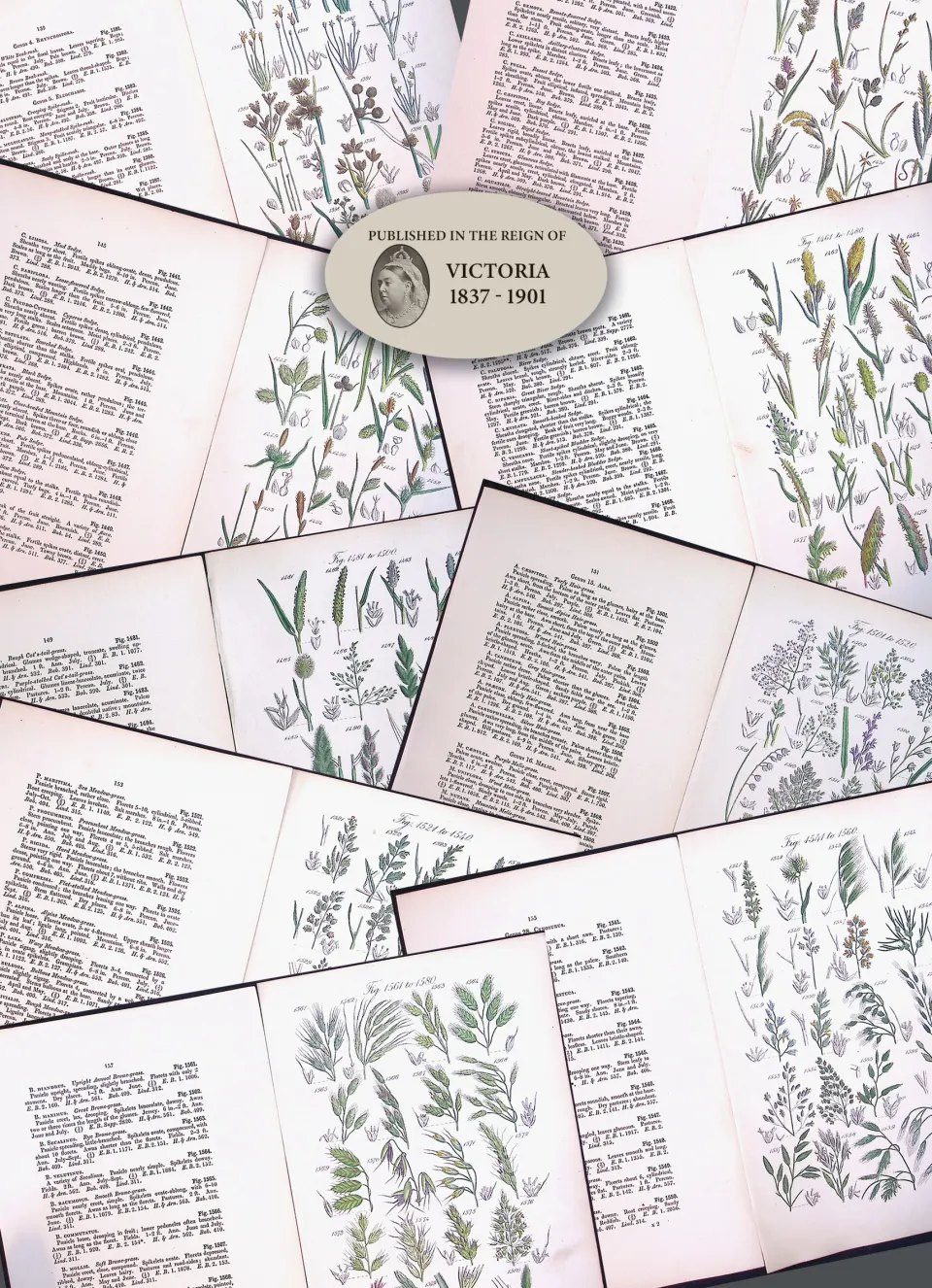 Job-Lot British Wild-Flowers  John Sowerby Antique Engraved Prints With Hand Colouring-5