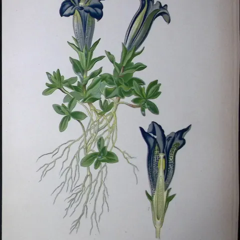 Gentinella Flower Edward Step Rare Antique Botanical Book Plate-183