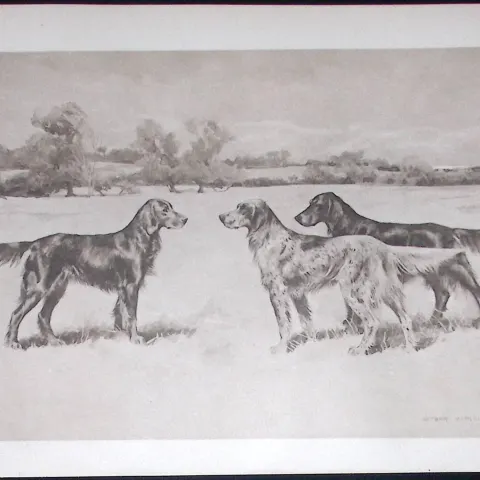 Group of Setters Antique Book Plate Rawdon Lee Modern Dogs 1893-54