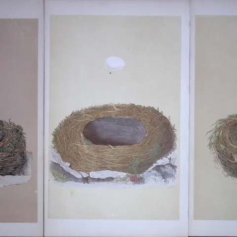 Job-Lot Bird Nests Blackcap, Wagtail, Blackstart Rev Morris Antique Engravings-13a