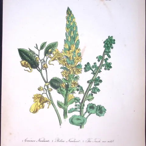 Rare 165-Yr-Old Antique Wildflower Gilt-Edged Illustration Jane Webb Loudon-21-A