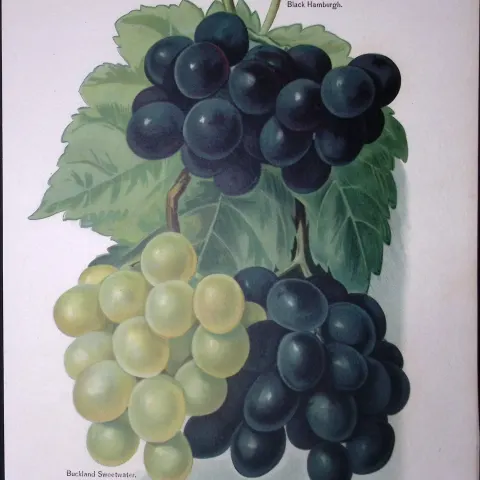 Grapes Black Hamburgh, Buckland Sweetwater, Black Alicante, Antique Mary Rivers Illustration-3.