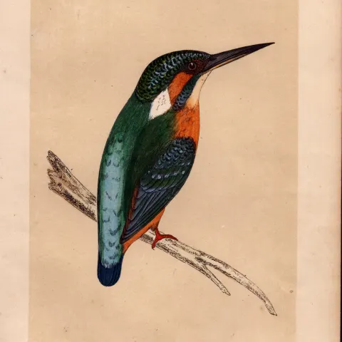 Kingfisher Rev Morris Antique History of British Birds Engraving.
