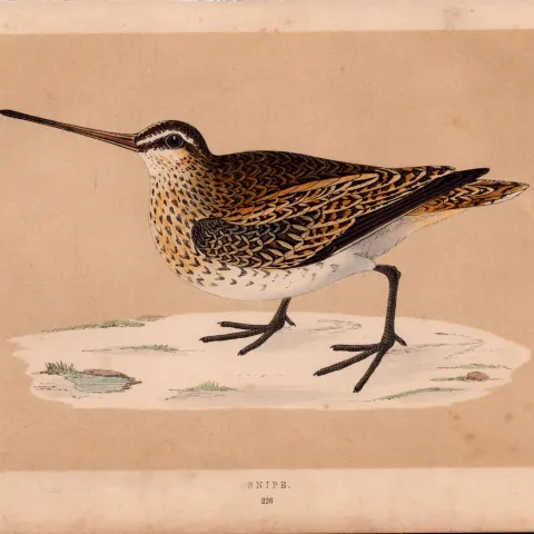 Common Snipe Rev Morris Antique History of British Birds Engraving.