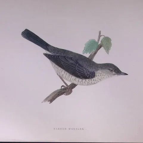 Barred Warbler Rev Morris Antique History of British Birds 130 Years-Old Engraving-118