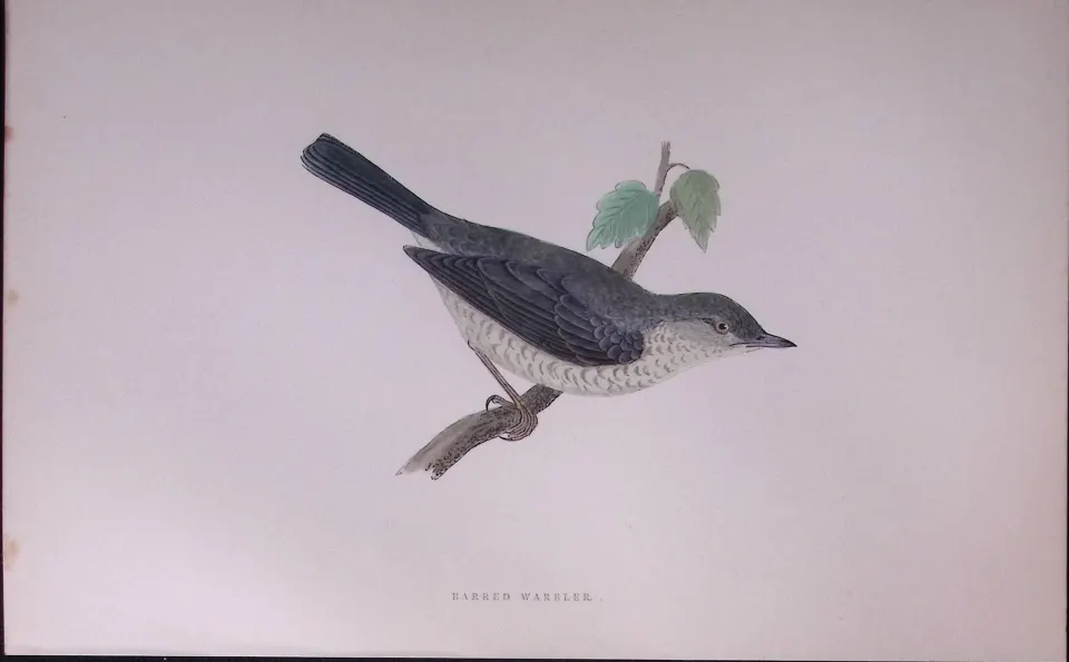 Barred Warbler Rev Morris Antique History of British Birds 130 Years-Old Engraving-118