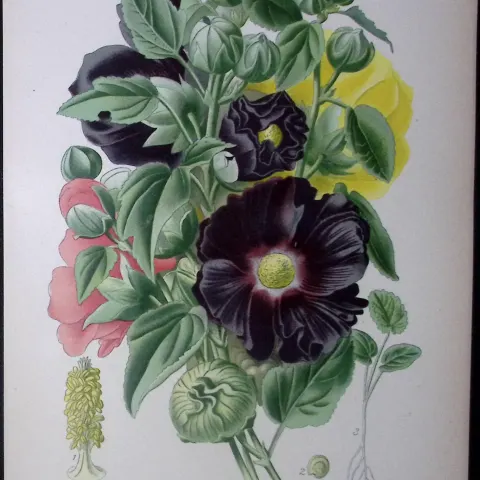 Hollyhock Edward Step Rare Antique Botanical Book Plate-51