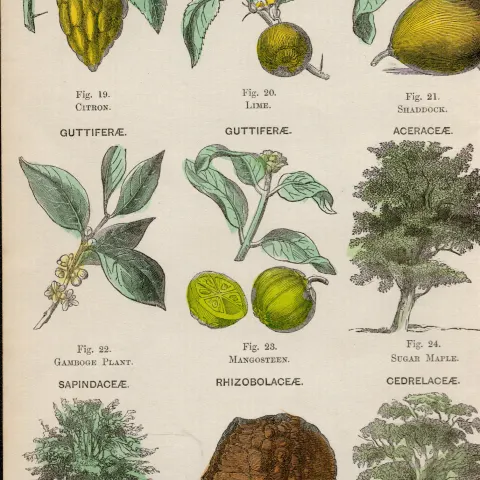 Rare James Reynolds Antique Vegetable, Tree & Plant Kingdom 6.