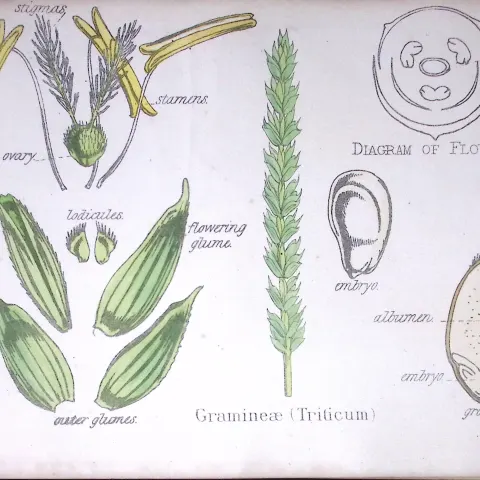 Gramineae True Grasses Botanical Flower Diagram Rare Antique First Edition Illustration-102