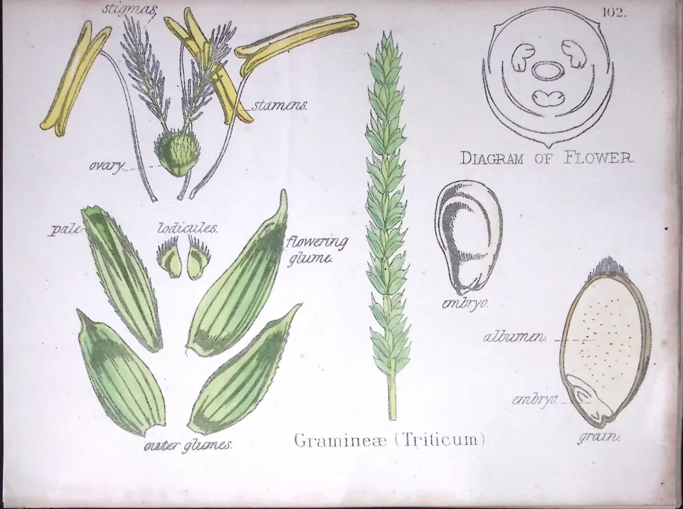 Gramineae True Grasses Botanical Flower Diagram Rare Antique First Edition Illustration-102
