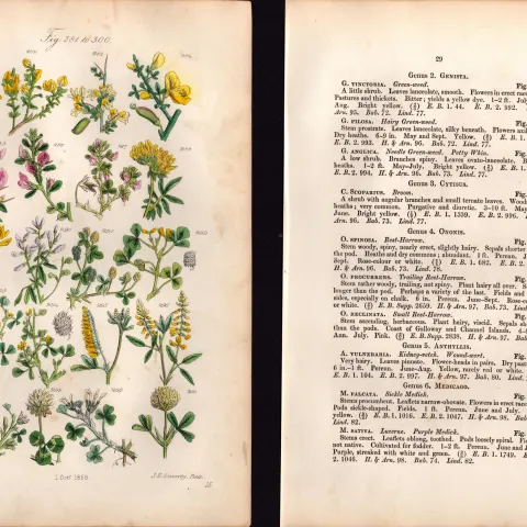 Sowerby Antique Black Medick, Green Weed, White Clover, Trefoil,-15-Set-2.