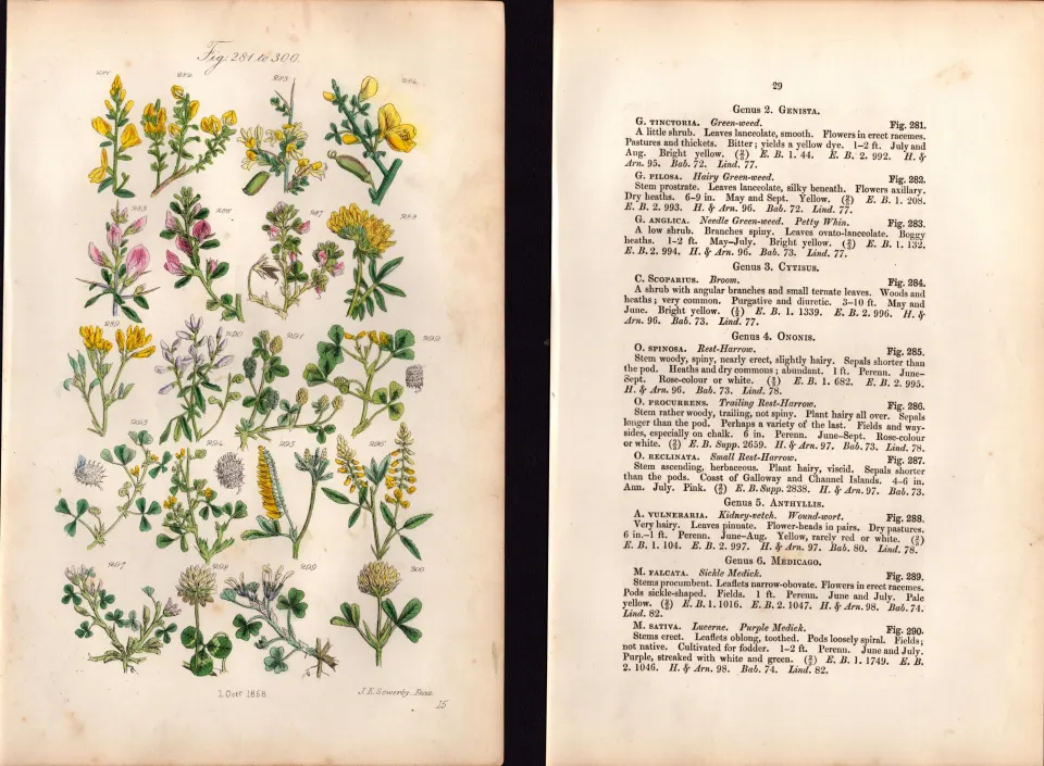 Sowerby Antique Black Medick, Green Weed, White Clover, Trefoil,-15-Set-2.