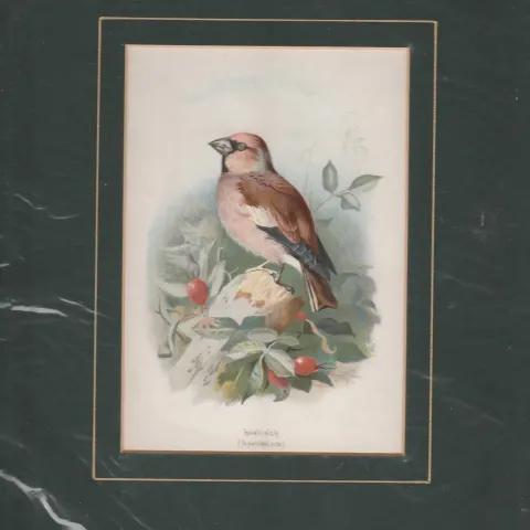 Print 1883 Hawfinch By Archibold Thorburn
