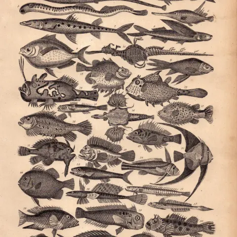 Fish Family 37 Victorian Species Antique Oliver Goldsmith Engraving -XXII.