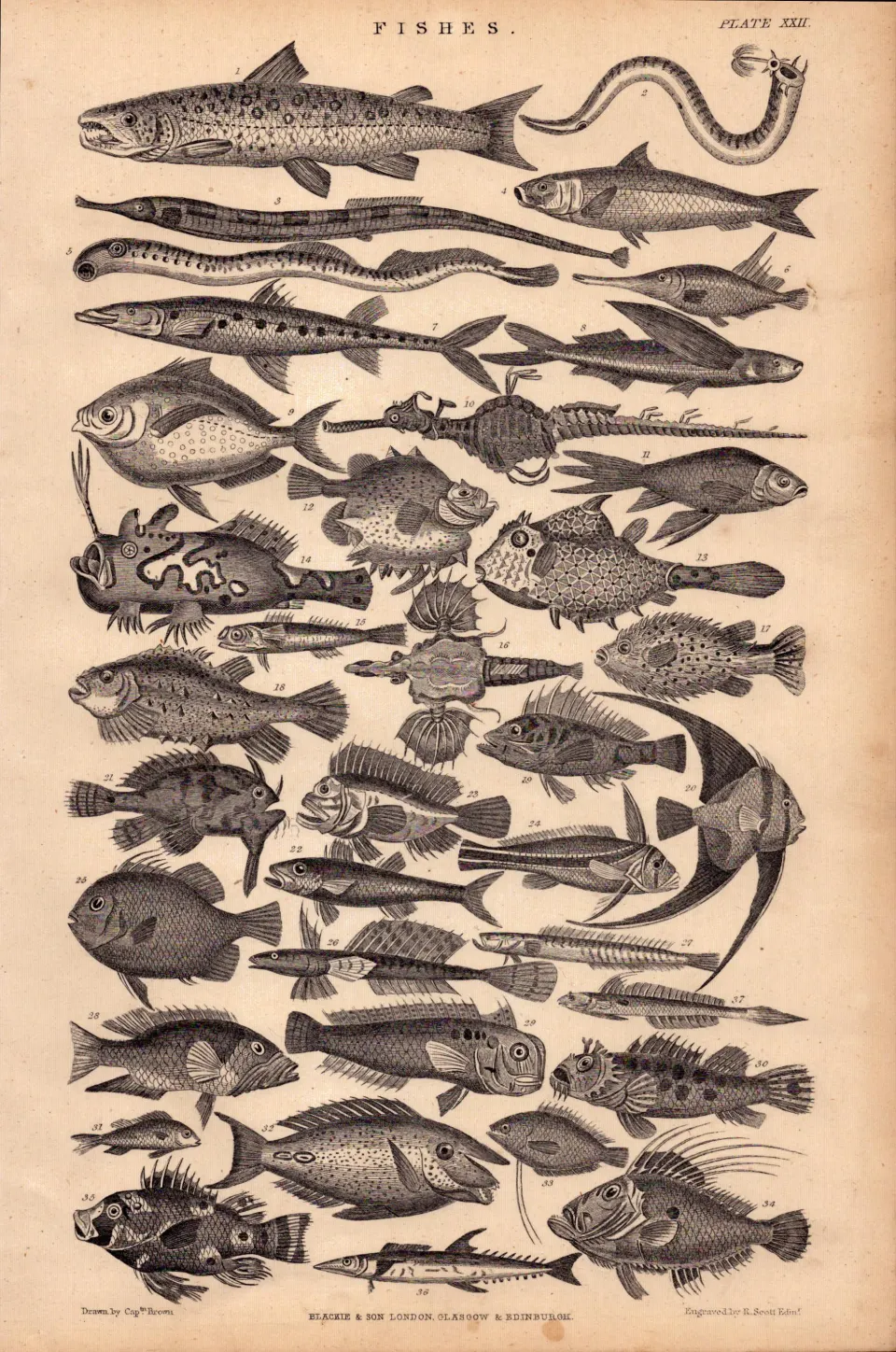 Fish Family 37 Victorian Species Antique Oliver Goldsmith Engraving -XXII.
