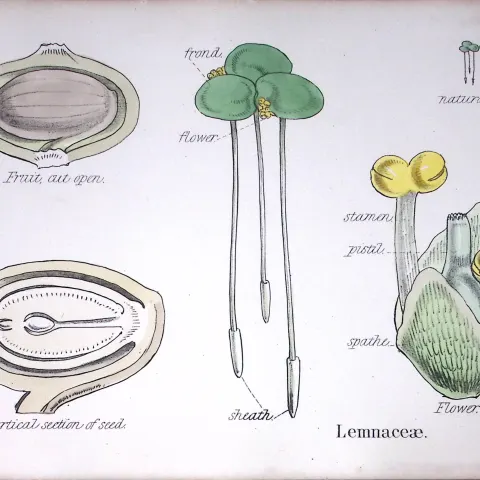 Duckweeds Botanical Flower Diagram Rare Antique First Edition Illustration-90