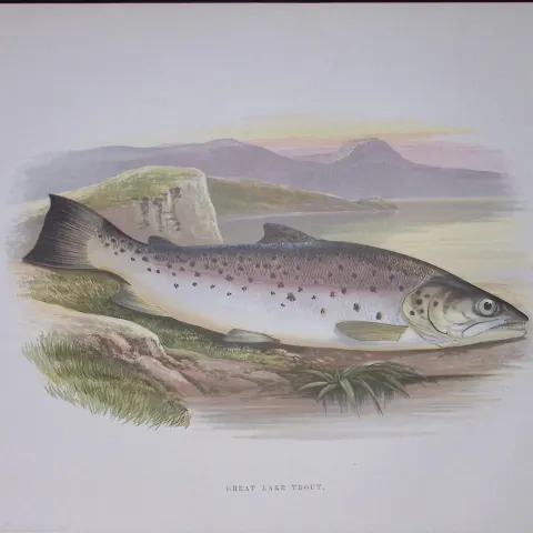 Great Lake Trout Rev Houghton British Freshwater Fish 1879 Scarce Engraving-11